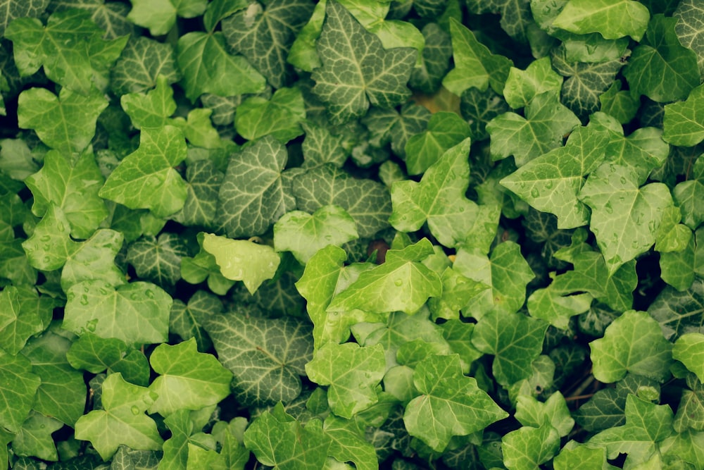 green leaves on brown soil