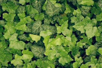 green leaves on brown soil ivy zoom background