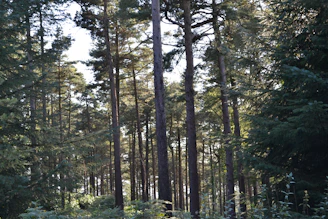Lush green pine forests with sunlight filtering through the tall trees in Peer Gali.