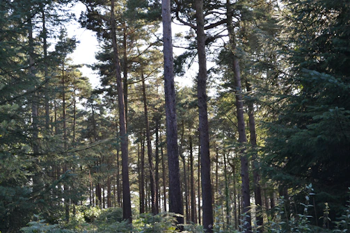 Lush green pine forests with sunlight filtering through the tall trees in Peer Gali.