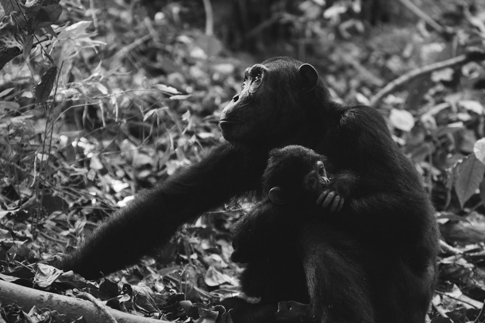 grayscale photo of two monkeys