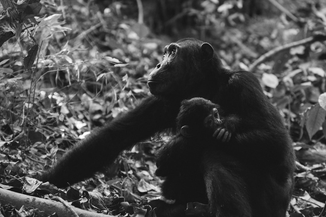 grayscale photo of two monkeys, Chimpanzee mother and child