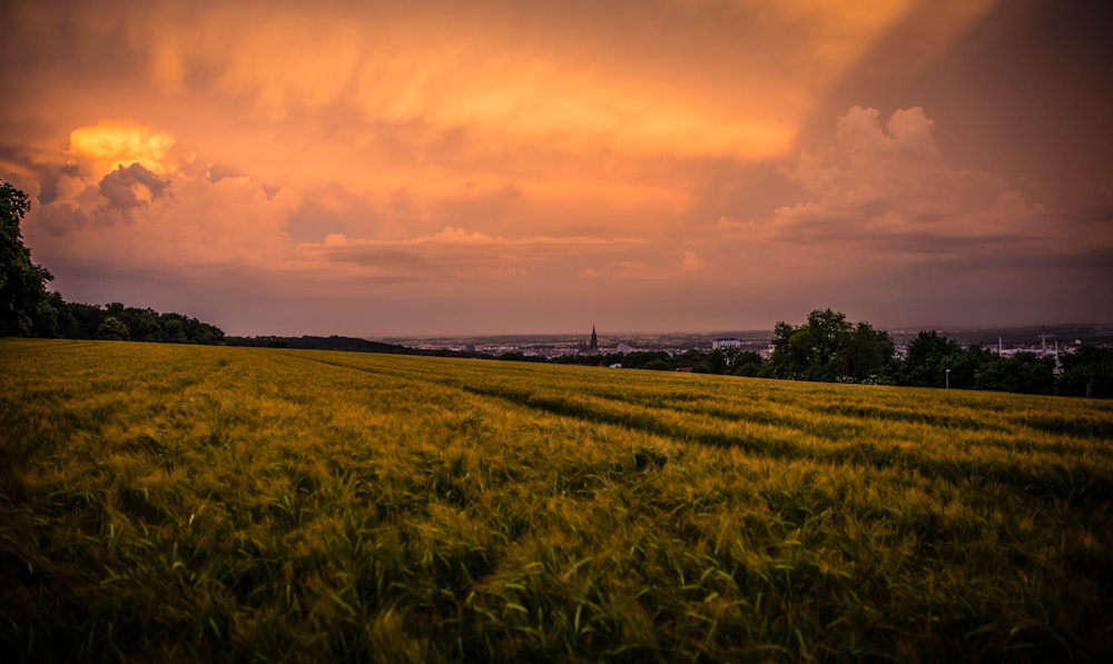 green grass field during sunset