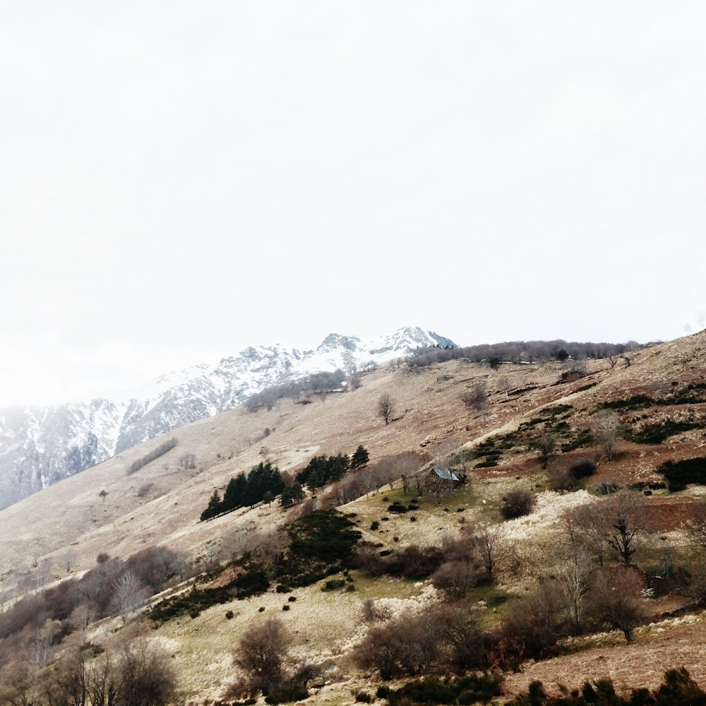 brown mountain with trees during day time