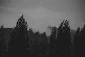 Atmospheric shot of the band members standing in a dark forest, cloaked in shadows and mist.