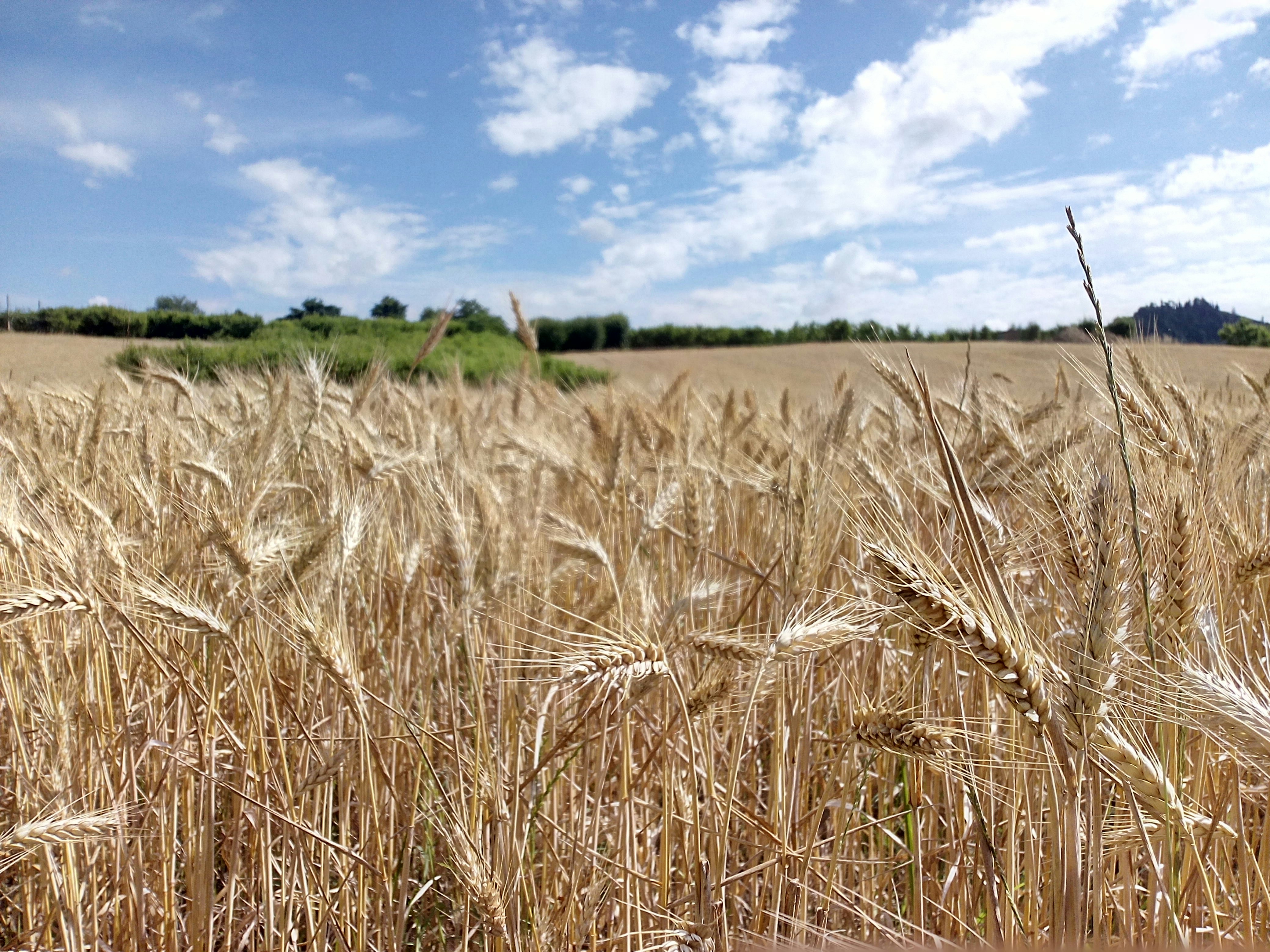 Free Unsplash photo from Donato Tinelli