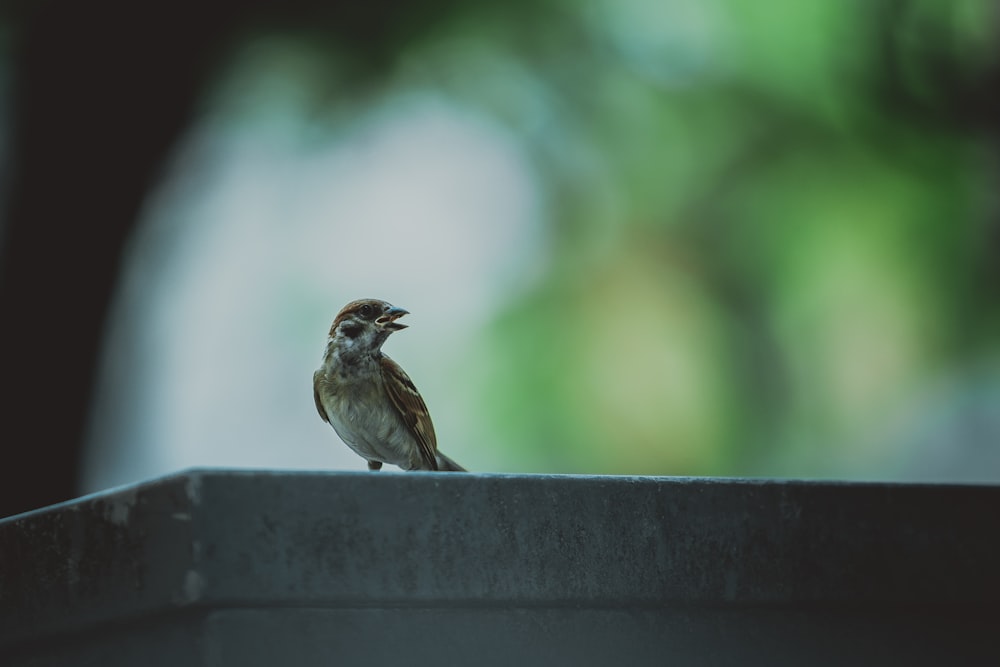 Foto de enfoque superficial de pájaro marrón