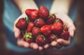 A pair of hands gently cradles a bunch of fresh, ripe strawberries. The strawberries are vibrant red with small green leaves on top, showing freshness. The image has a soft focus on the hands and strawberries, creating a slightly blurred background effect.