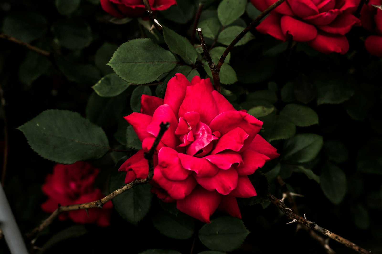 Sony a6300 + Sony FE 50mm F1.8 sample photo. Red flower photography