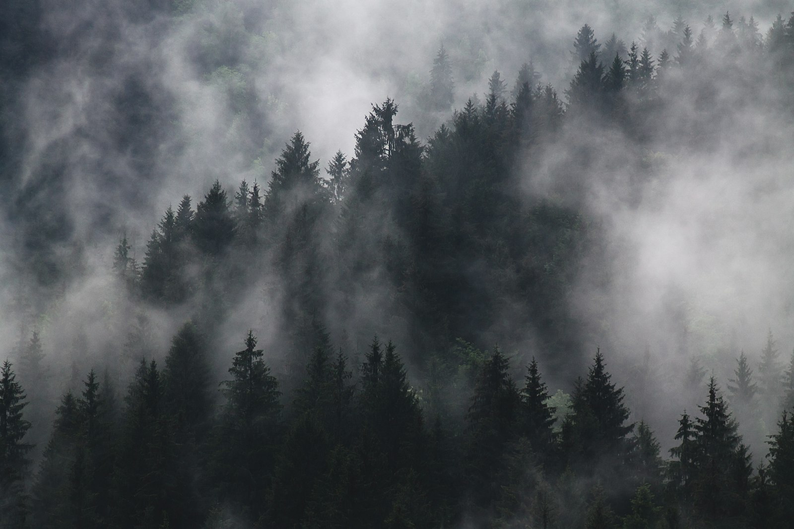 Canon EF 35-80mm f/4-5.6 sample photo. Trees covered with thick photography