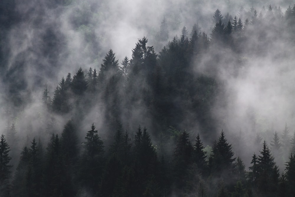 trees covered with thick smoke