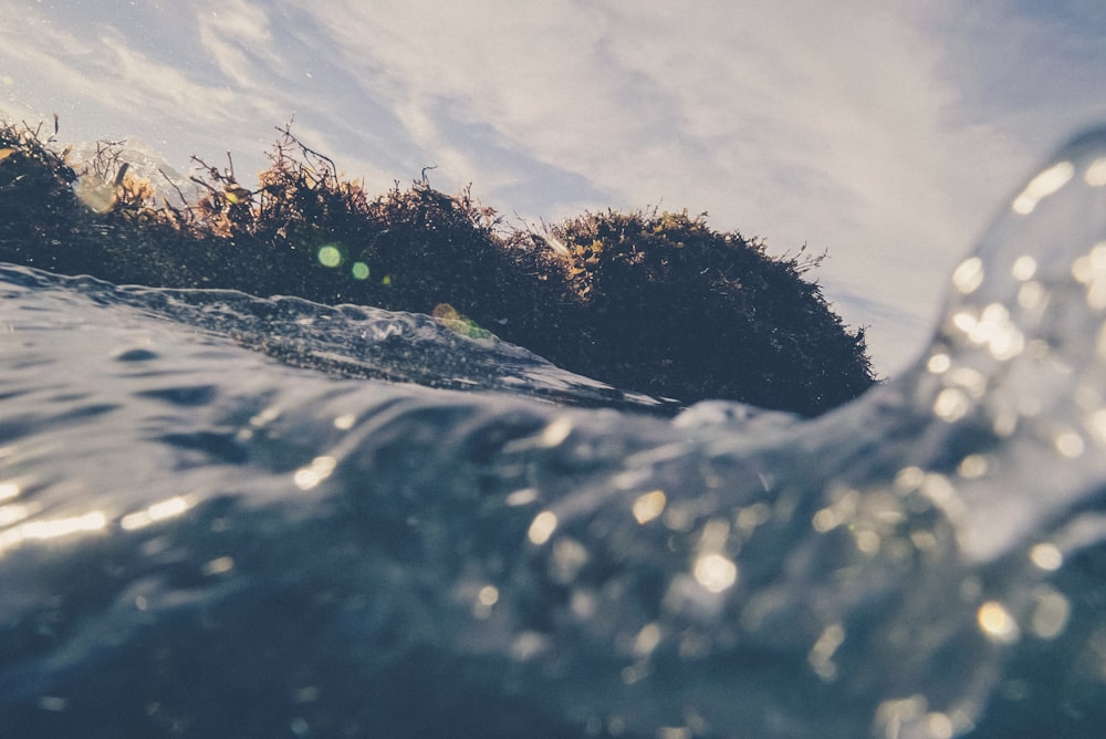 body of water near trees during day