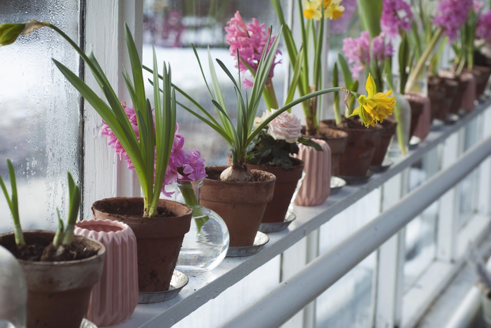 flower plants on windowsill