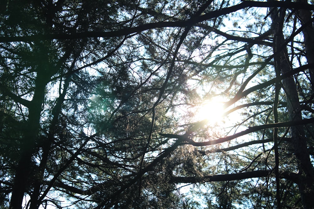 Fotografía de enfoque superficial de árbol de hojas verdes