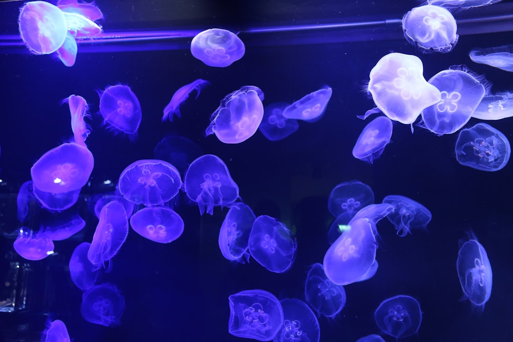 méduses violettes sous la mer