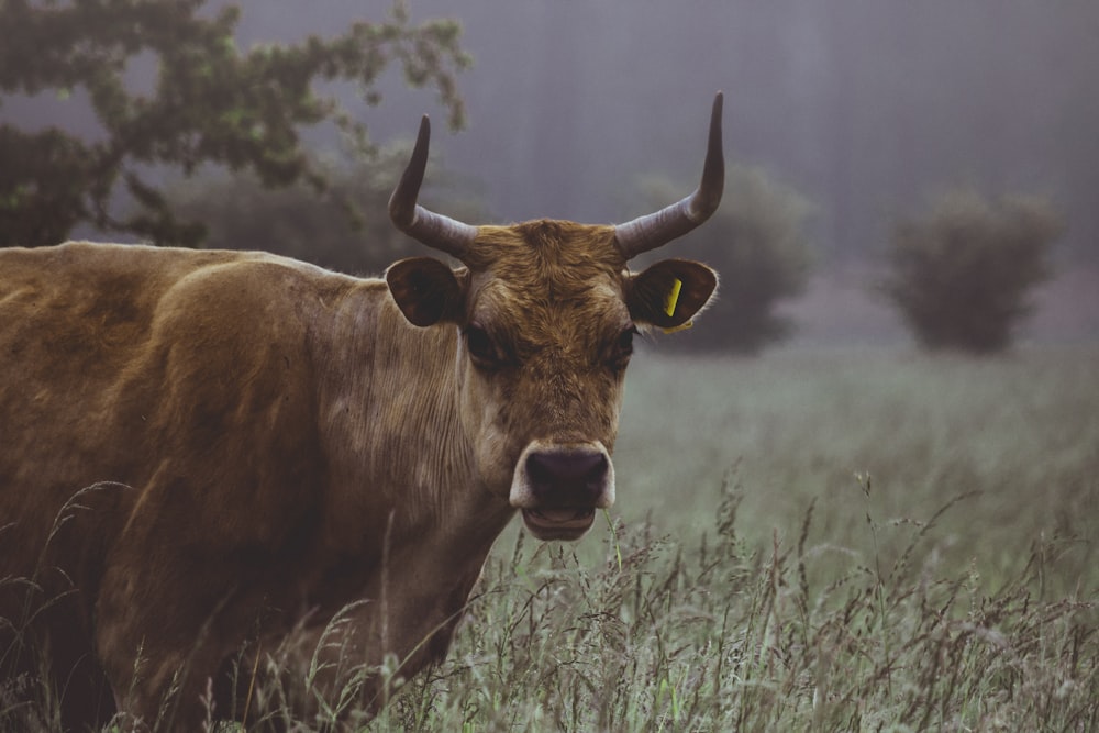 mucca bruna vicino alle piante