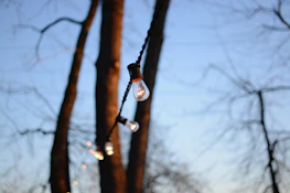 A peaceful outdoor scene at dusk with softly glowing lights hanging among trees.