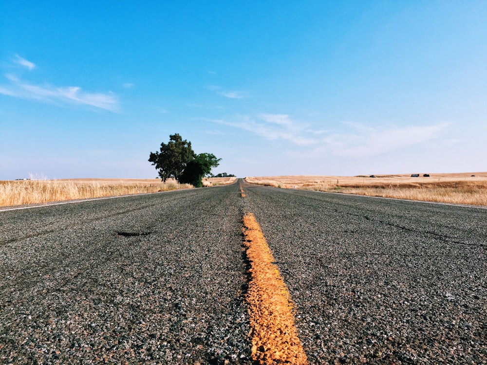 photography of road pavement with tree