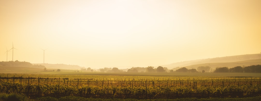 photo of Monsheim Plain near Niederwaldsee