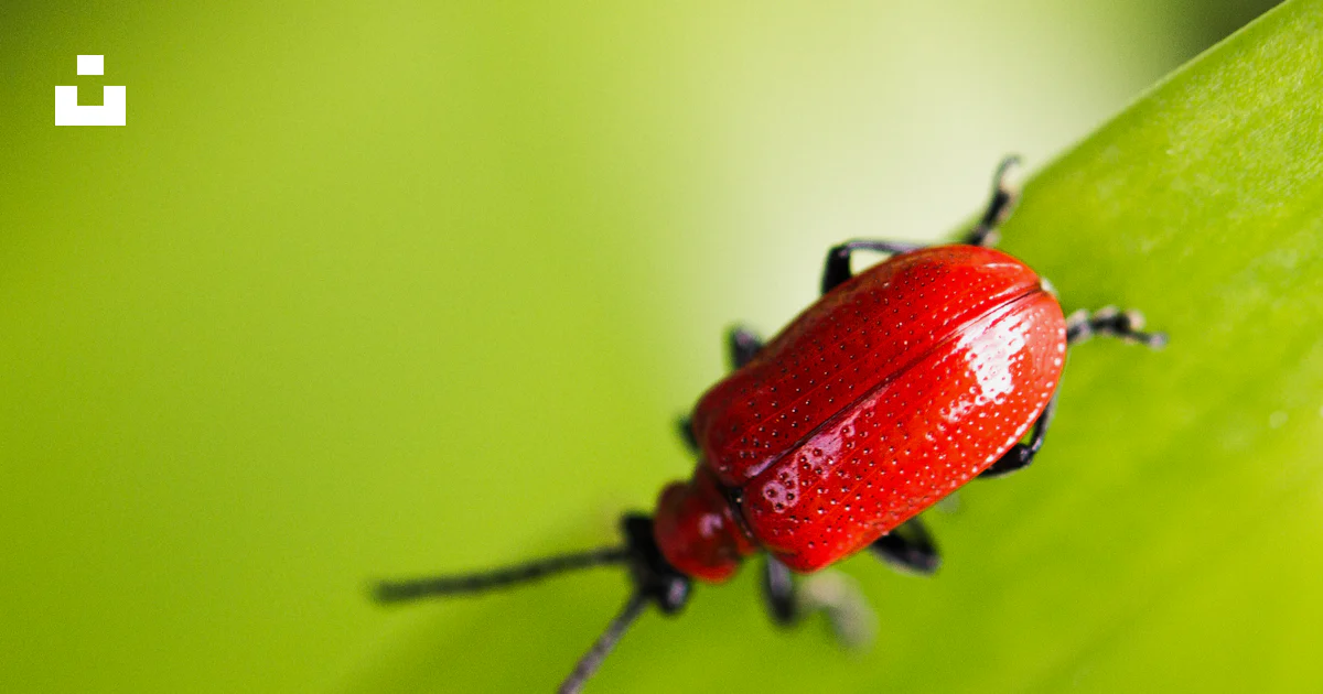 Foto Foto macro de un insecto rojo en una hoja verde – Imagen Animal ...