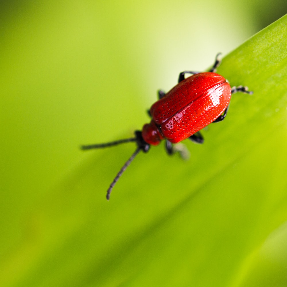 macro shot photo of a red bug on green leaf