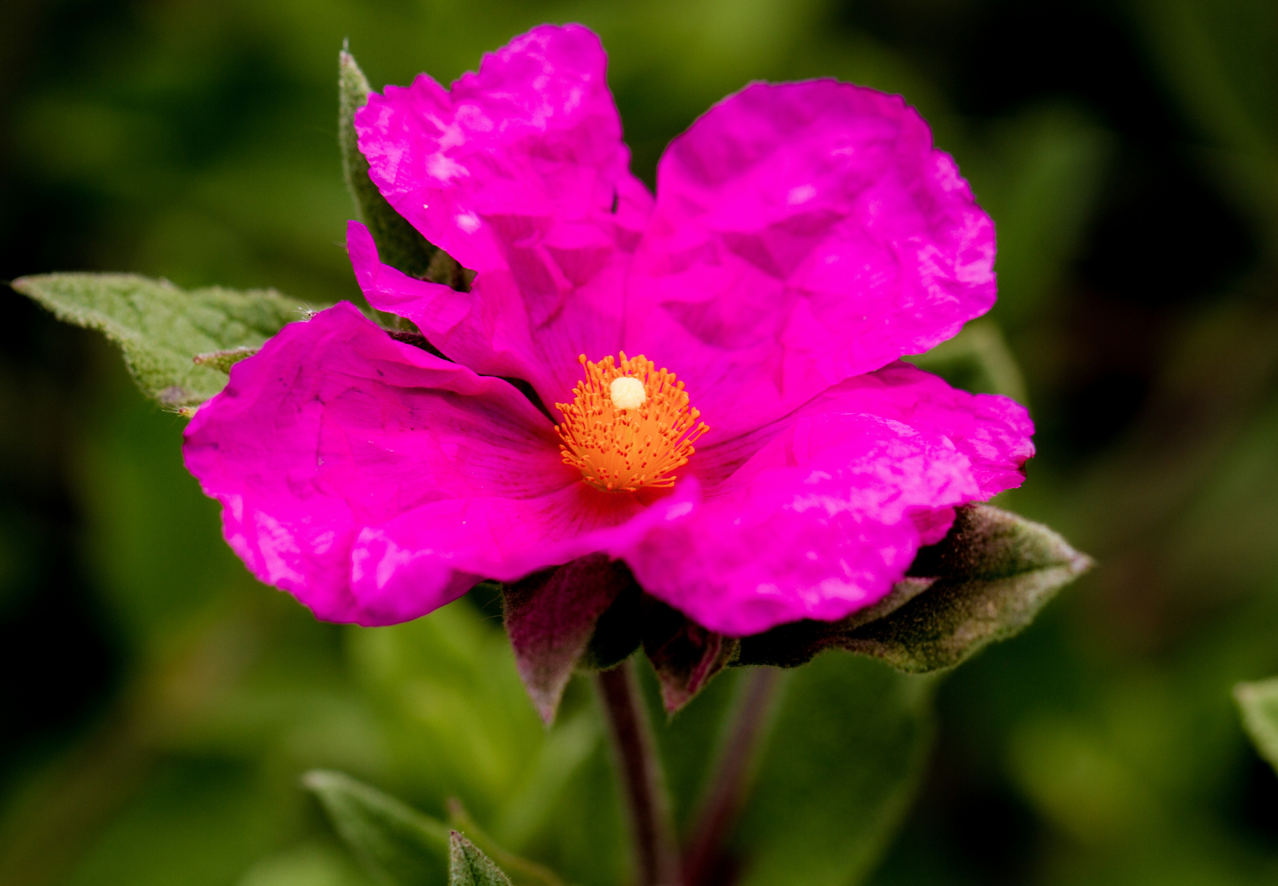 Free Unsplash photo from Ritchie Valens