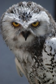 The image features a close-up of a snowy owl with intense, piercing yellow eyes. Its plumage is predominantly white with black and gray markings. The feathers are slightly wet, suggesting it may have been in rain or near water.