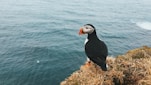 aerial photography of black bird