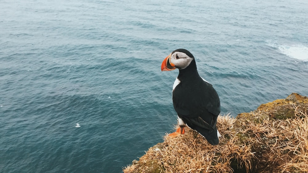 Photographie aérienne d’oiseau noir