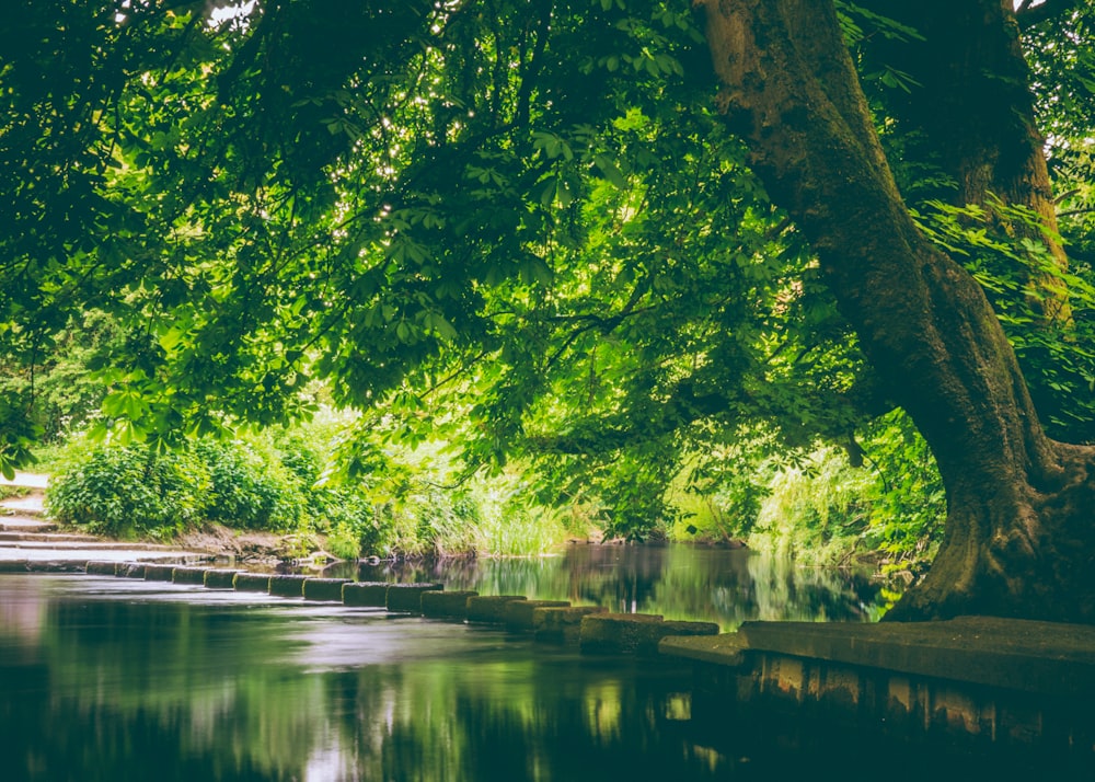 green leaf tree near body of water