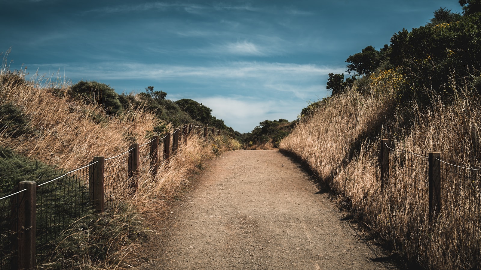 Sony a7S II + Sony Distagon T* FE 35mm F1.4 ZA sample photo. Brown grass field photography