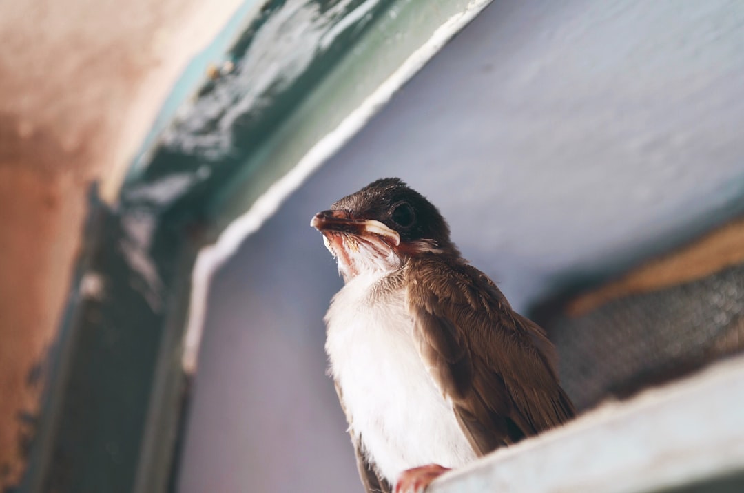 shallow focus photography of brown bird