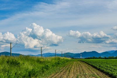 A rural landscape features a wide field with fresh crops under a blue sky filled with white clouds. In the background, a range of rolling hills adds depth to the scenery. Utility poles are visible along the edge of the field, stretching into the distance.