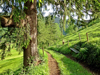 pathway in between grass field at daytime