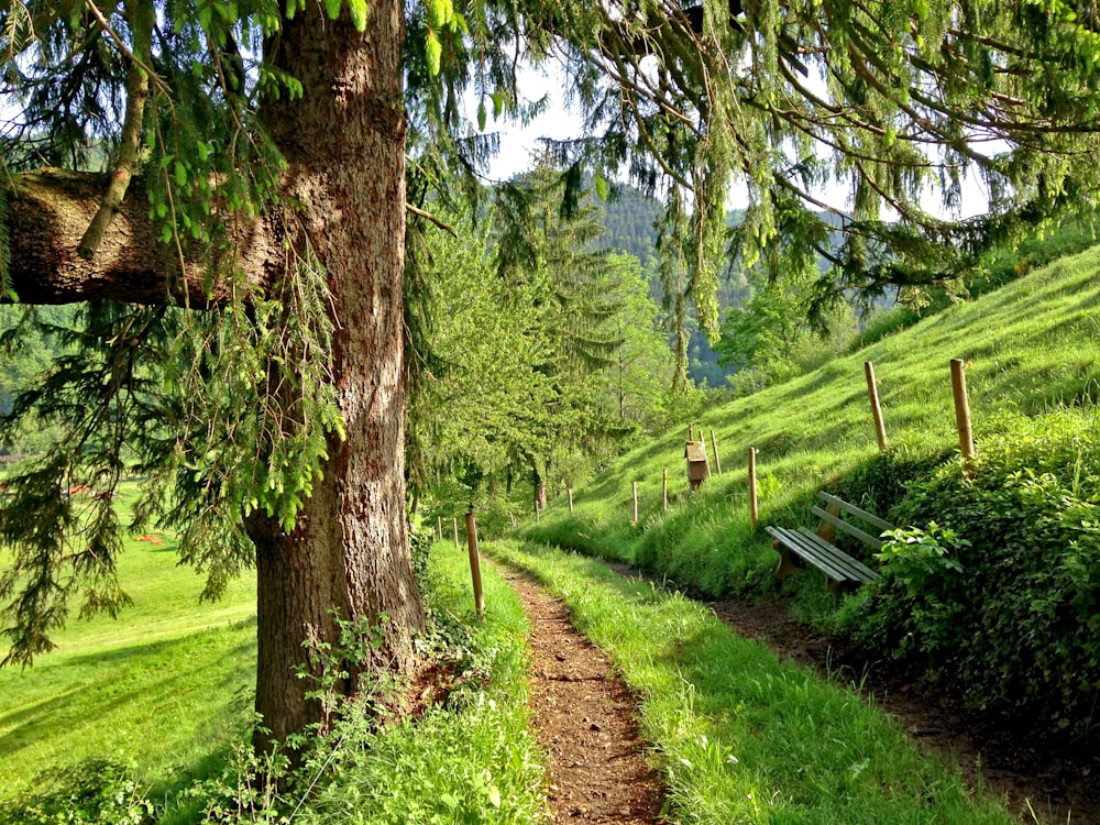 pathway in between grass field at daytime