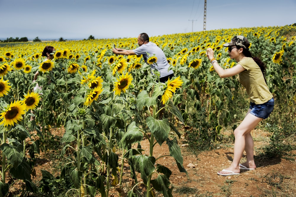 group of people taking photo of sunflower