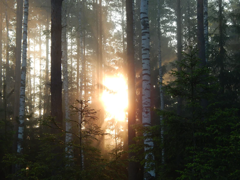 Golden hour light flooding through a quiet forest in Russia.