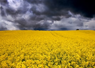 yellow flower field under cloudy sky