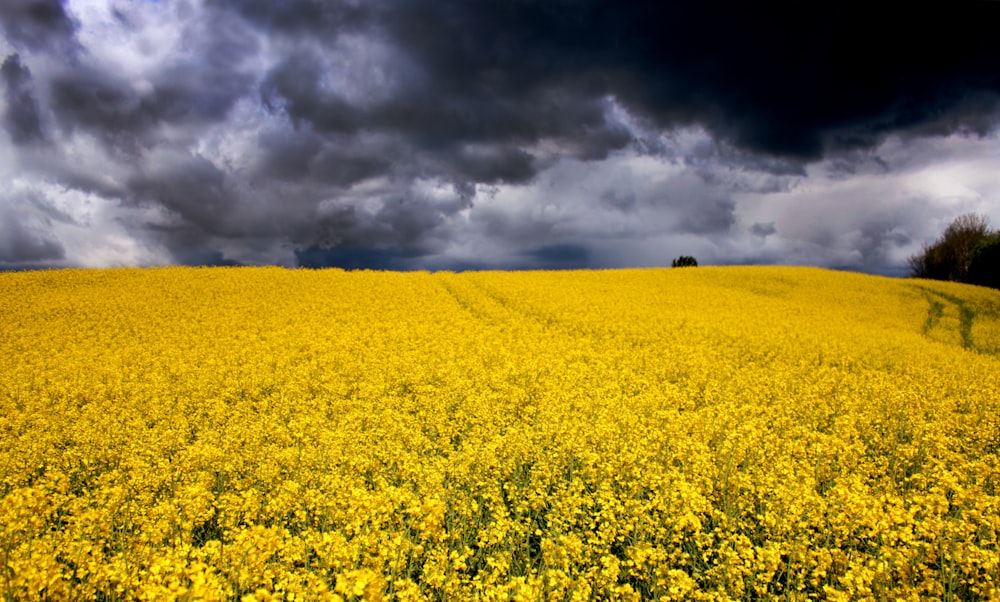 Campo de flores amarelas sob o céu nublado