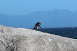 depth photography of a penguin on rock