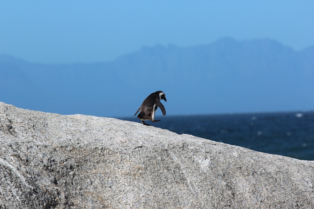 Fotografia de profundidade de um pinguim na rocha