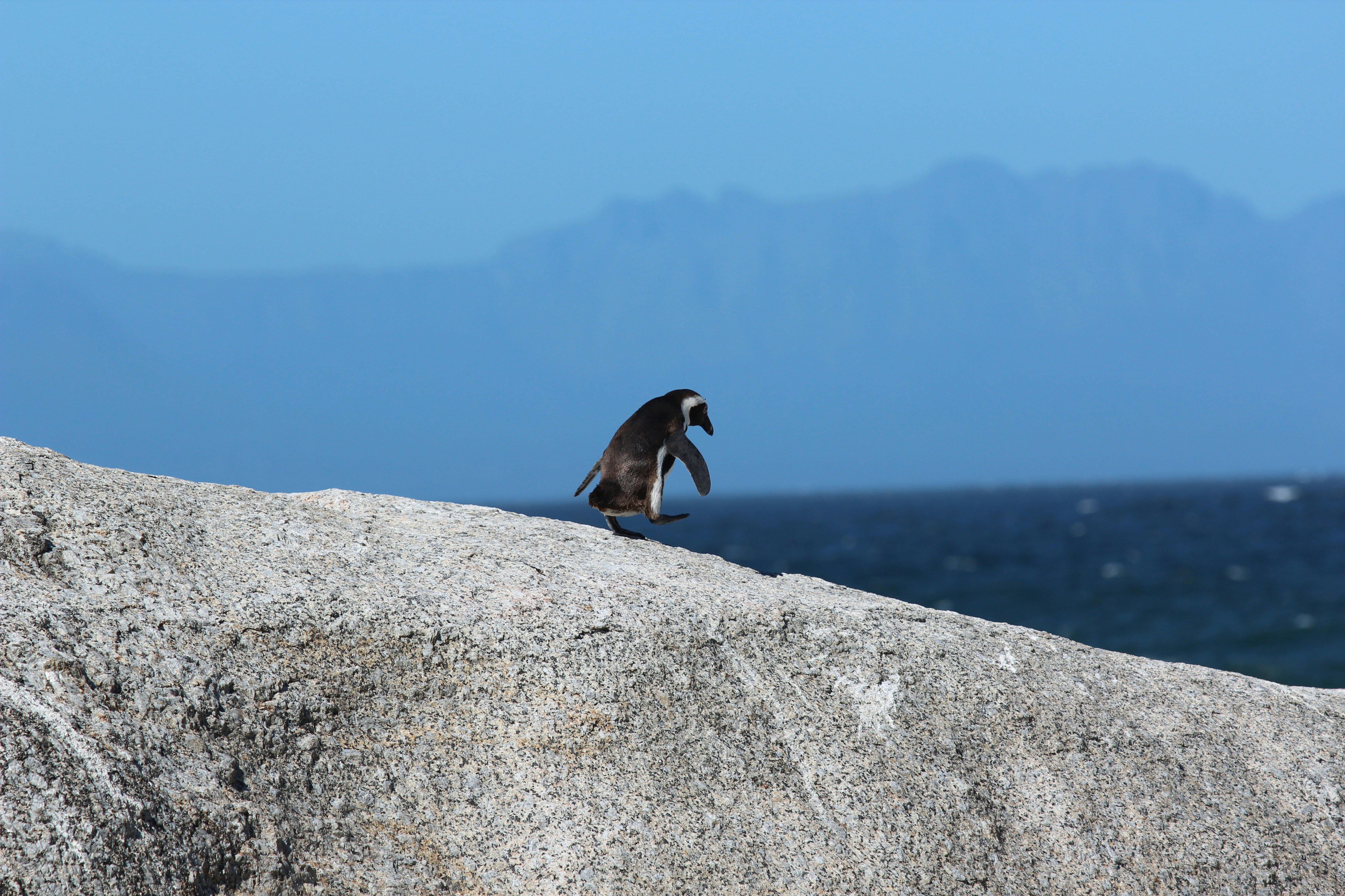 Penguin walks on rock