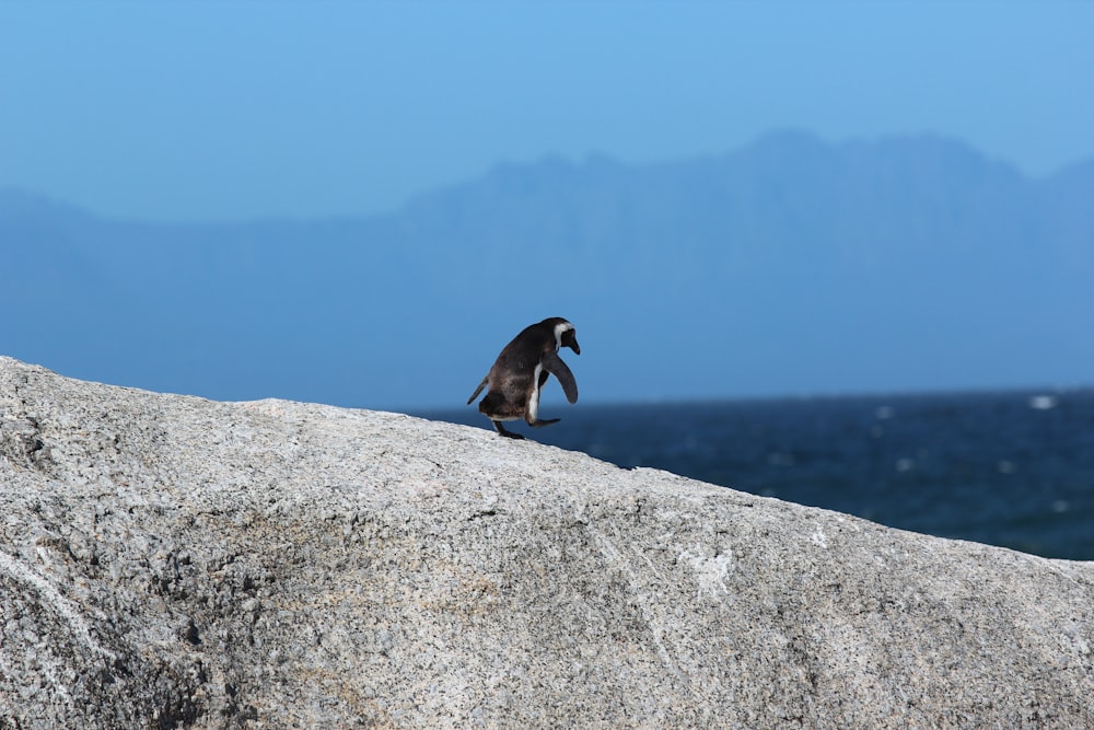 Fotografía de profundidad de un pingüino en la roca