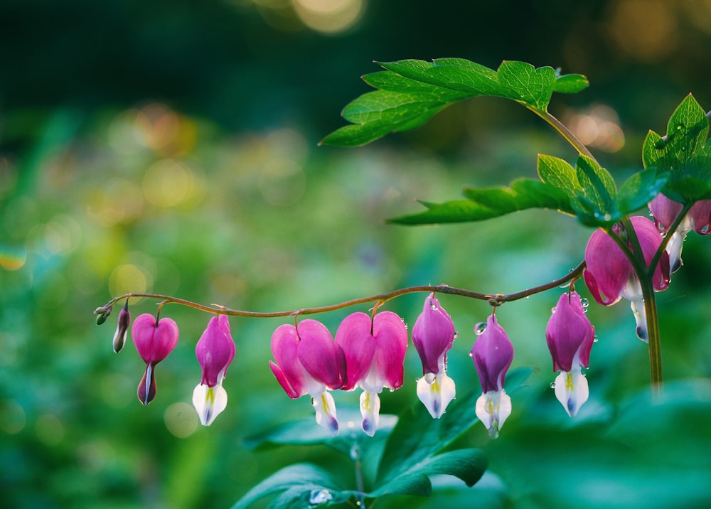 pink bell flowers