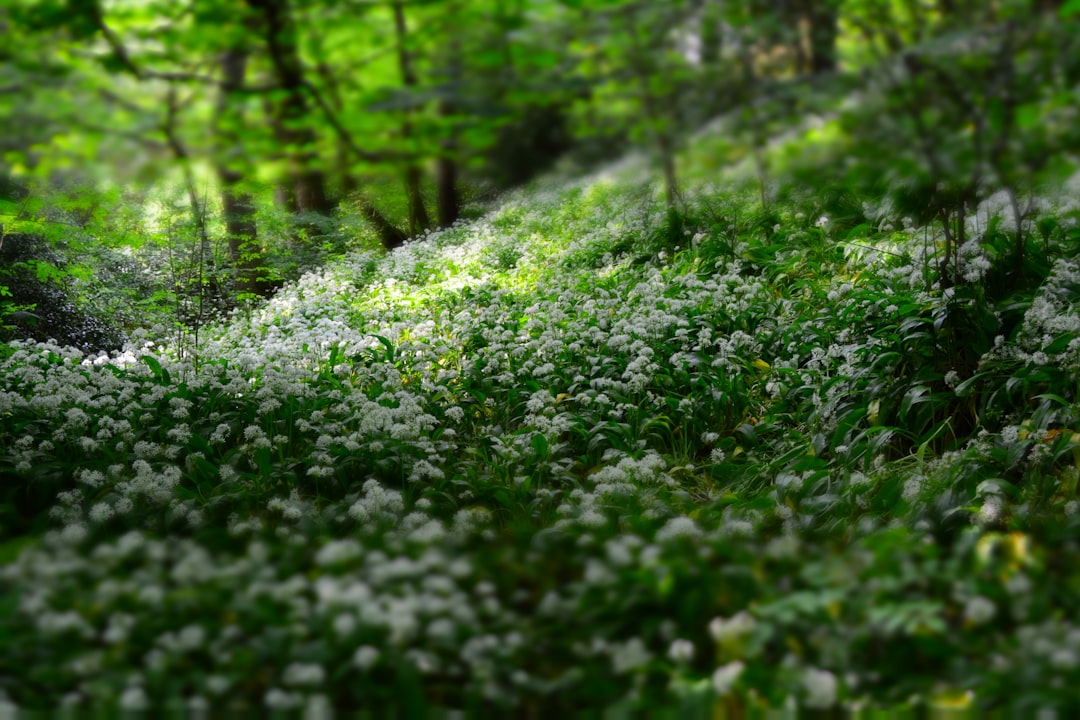 Lucky Clovers: Tracing the Turbulent History of Ireland's Iconic Fl… — Lucky Clovers