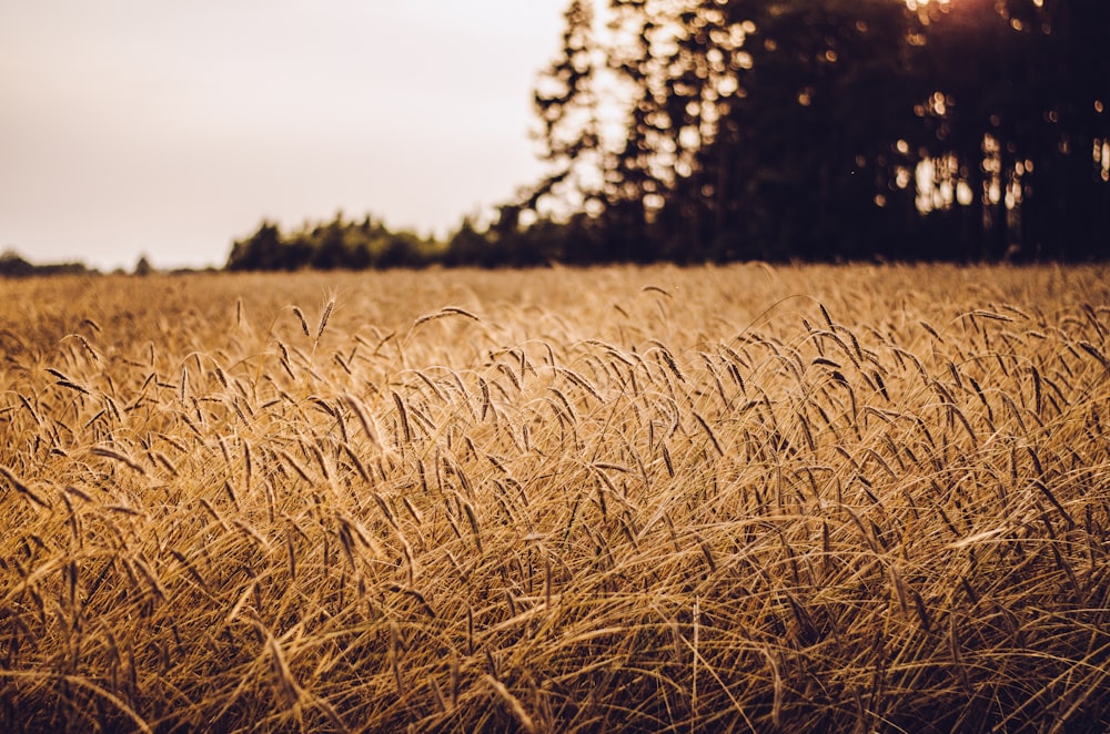 brown grass field