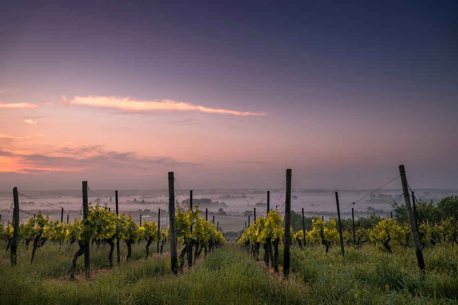 Vineyard rows at dawn under a violet sky, illustrating the Alentejo vineyards of João Portugal Ramos, whose Vinho de Talha 2025 has entered Systembolaget's permanent assortment in Sweden