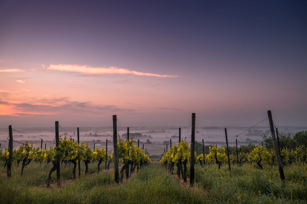 Fotografía de campo de hierba verde con plantas