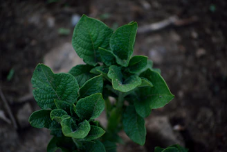 Close-up of rich tropical soil with vibrant green tropical leaves in the background.