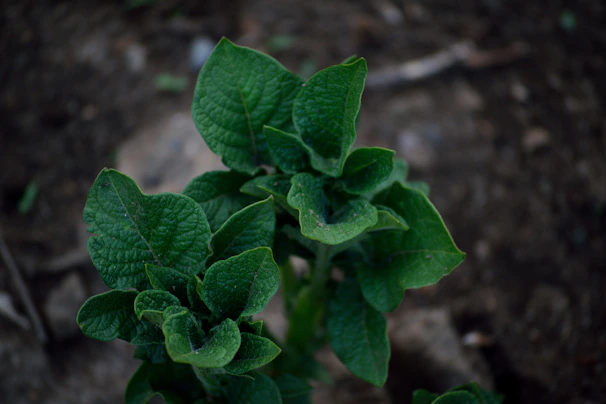 Close-up of rich tropical soil with vibrant green tropical leaves in the background.
